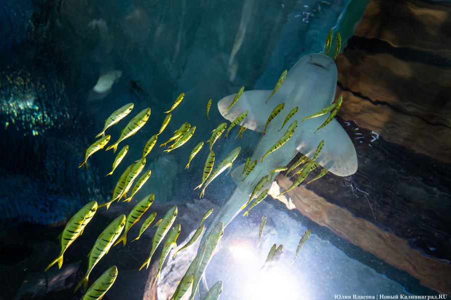 «Планету Океан» открывают для самостоятельного посещения с 5 ноября