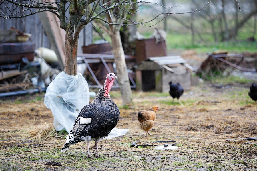 Госдуме предлагают продлить «дачную амнистию» в России еще на 5 лет