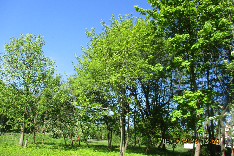 Ради универсального рынка на ул.Челнокова разрешили вырубить 78 деревьев (фото)