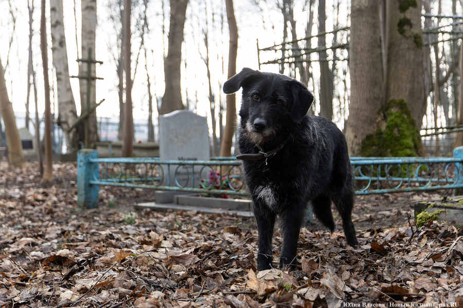 Власти передумали строить приют для бездомных животных в Полесском округе