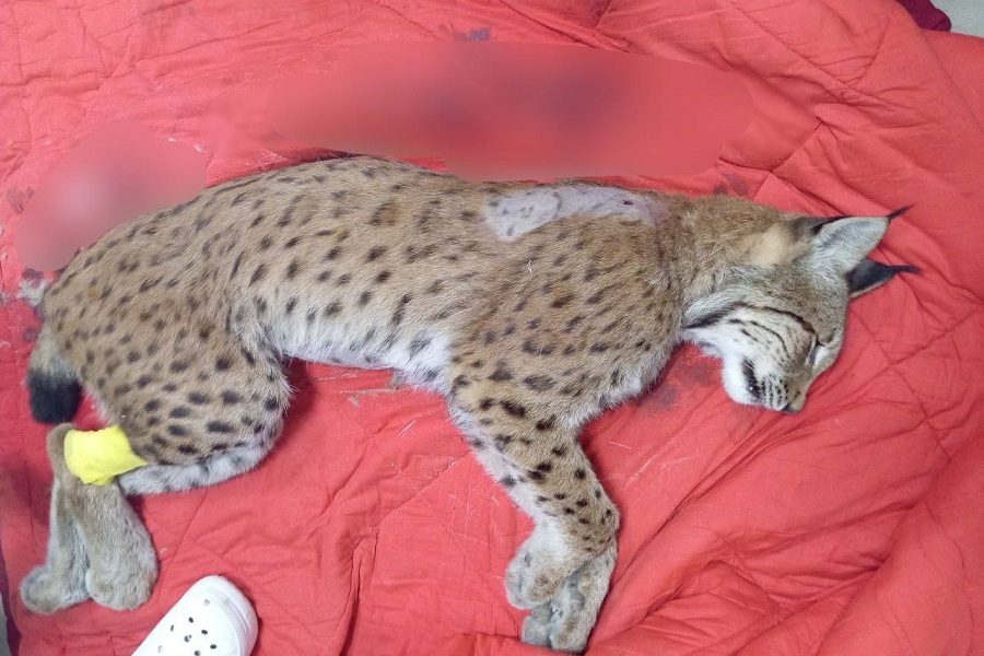 Гурьевская прокуратура сообщила о незаконном отстреле рыси вблизи поселка Добрино (фото)