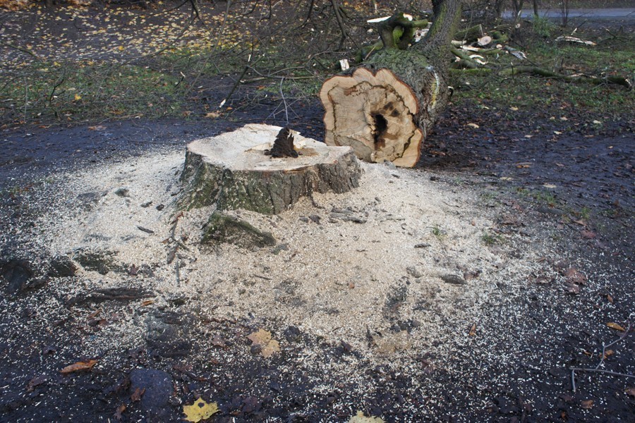 Мэрия зафиксировала многочисленные нарушения при обрезке деревьев на о. Канта