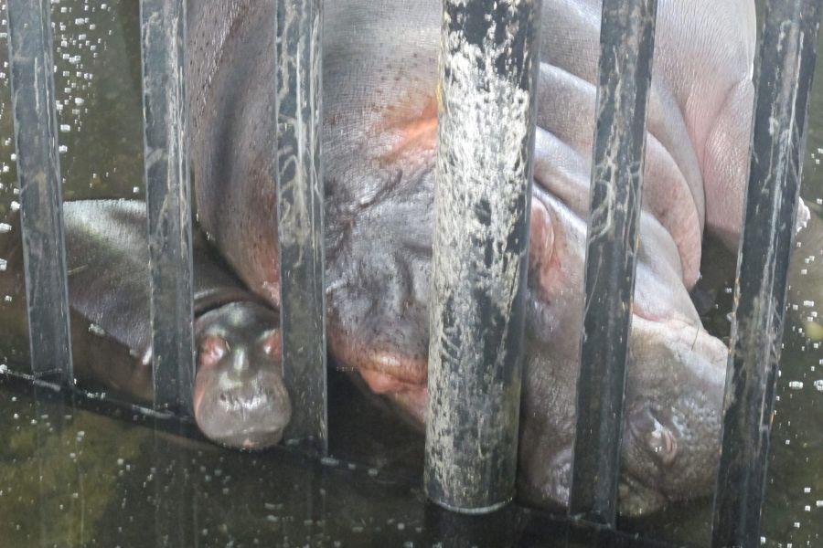 В Калининградском зоопарке родился детеныш бегемота (фото, видео)