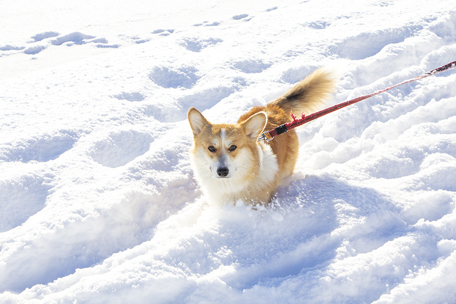 Снежный «удар» без суровых морозов: прогноз погоды в Калининграде на неделю