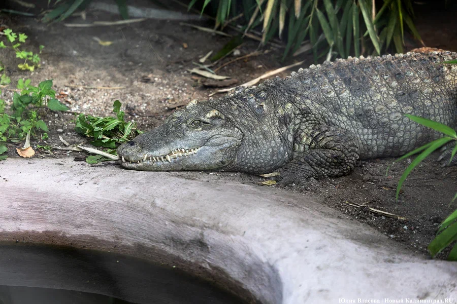 Реконструкцию аквариума под террариум в зоопарке оценили в 266 млн рублей