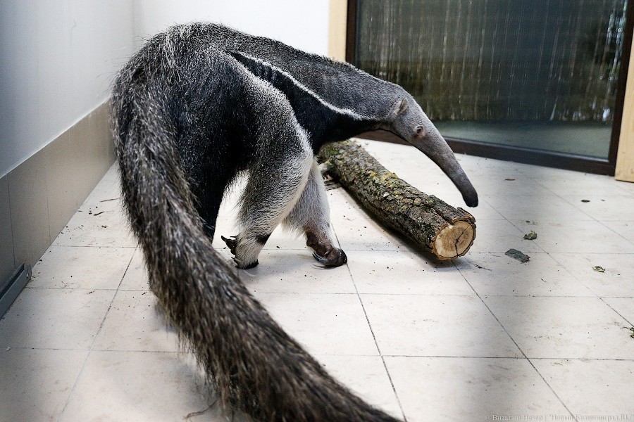 Новорожденного муравьедика в Калининградском зоопарке перевели на искусственное вскармливание