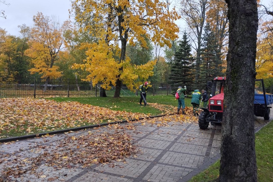 Елена Дятлова пообещала, что в Калининграде не будут убирать листья под парковыми деревьями (фото)