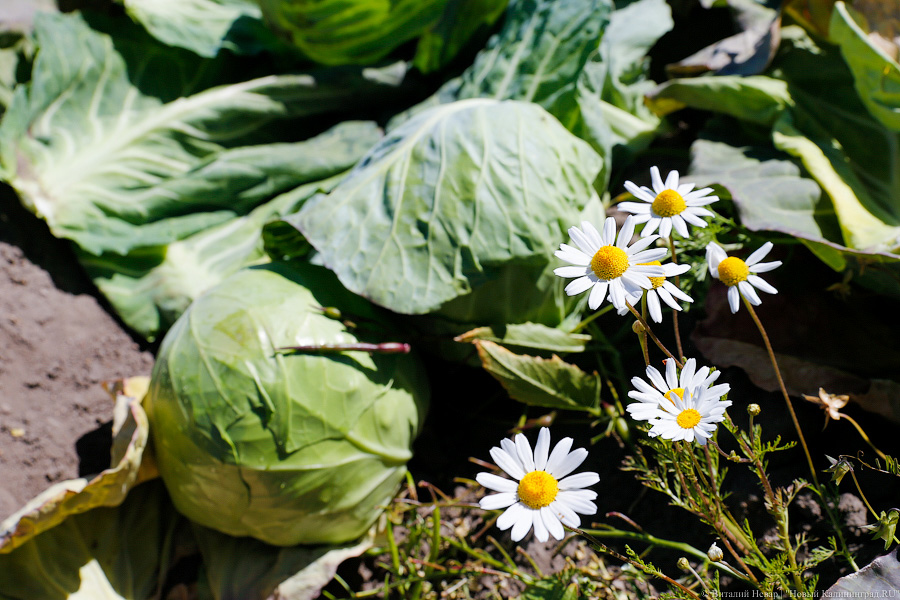 В мае лидерами по подорожанию в Калининградской области стали капуста и морковь