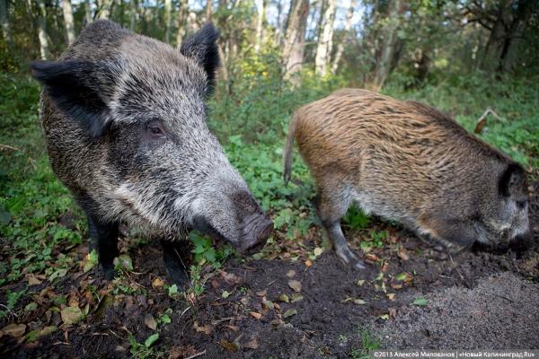 В Калининграде у домашних свиней нашли вирус АЧС
