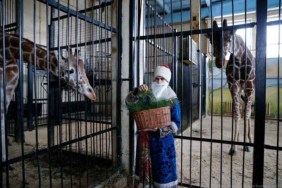 Подарки для зверей: как животных в зоопарке с Новым Годом поздравляли (фото)