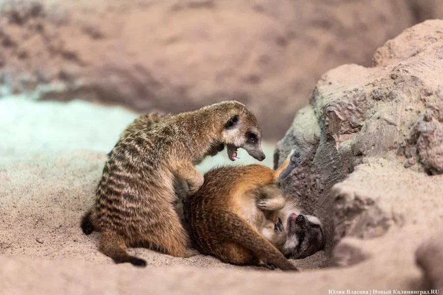 Мандрил, муравьед и сурикаты: зоопарк Калининграда подвел итоги 2025 года