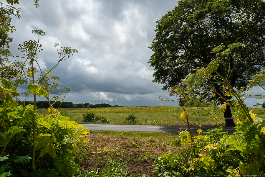 Синоптики обещают теплую, но не жаркую неделю с дождями