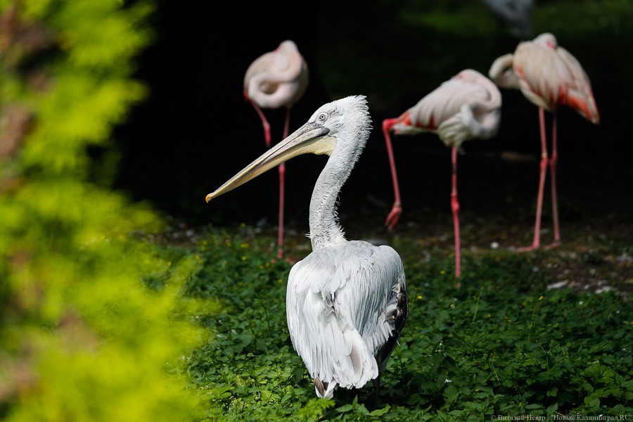 Калининградский зоопарк проведёт онлайн-экскурсию о птицах