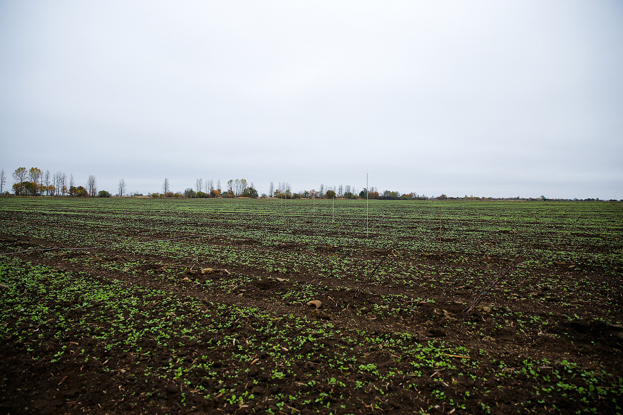 В РФ поставлен антирекорд по невзошедшим или находящимся в плохом состоянии посевам
