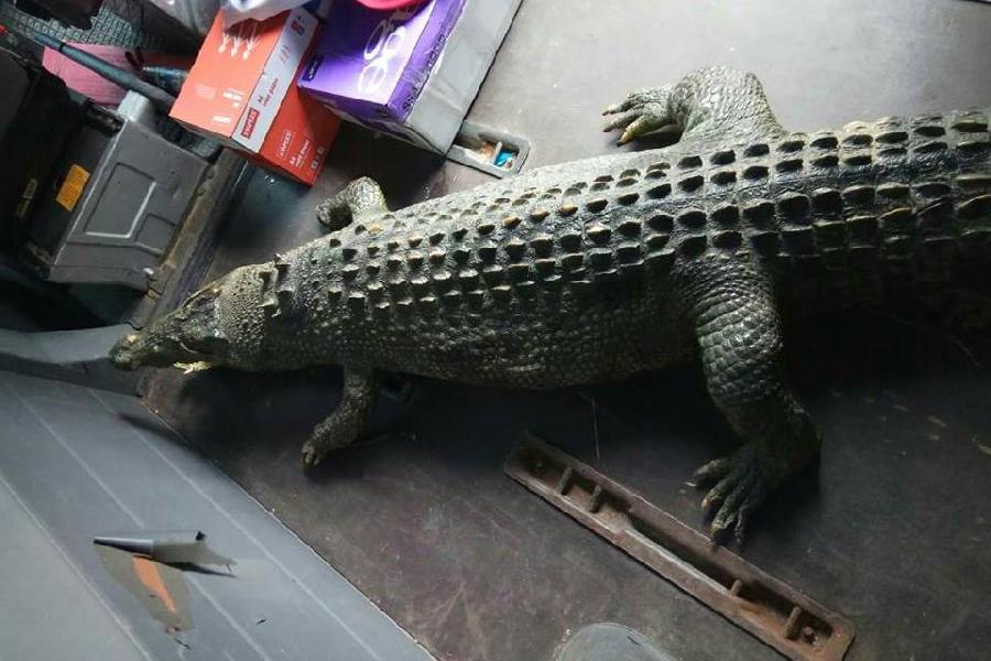 Музею Мирового океана подарили чучело гребнистого крокодила