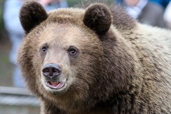 «Там стреляют, а они летели»: калининградские медведи отправились в Малайзию через Киев