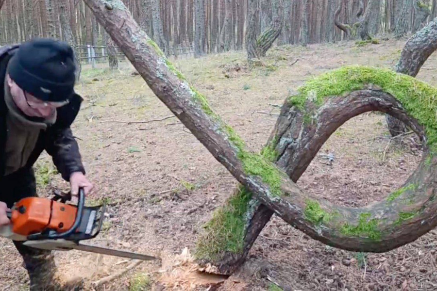На Куршской косе спилили главный символ Танцующего леса (фото)