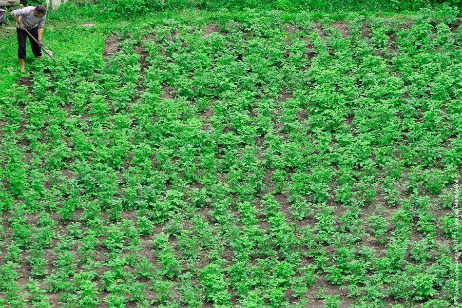 Региональные власти разъяснили новую схему выделения земель под садоводство