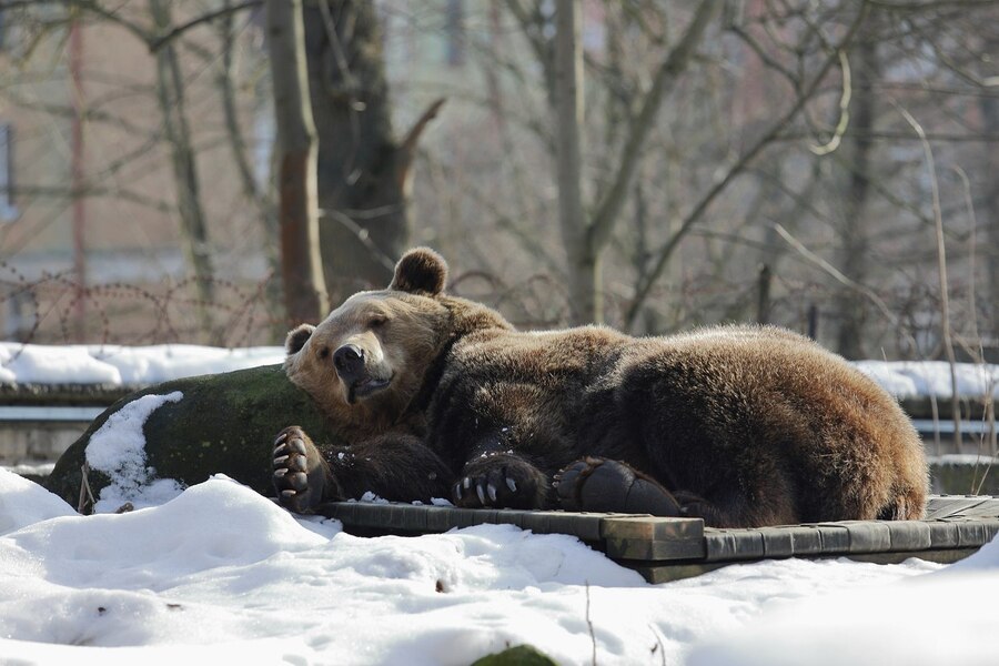 В Калининградском зоопарке медведи начали впадать в спячку