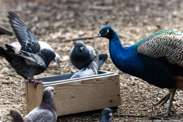 И пух, и перья: как в Калининградском зоопарке отметили День птиц (фото)