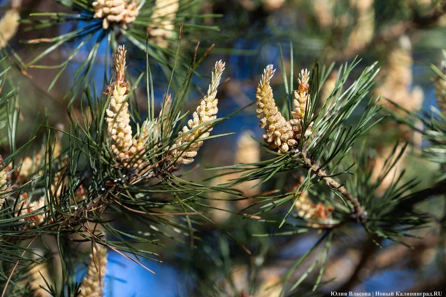 Прокуратура: в городских лесах Балтийска незаконно вырубили 29 сосен