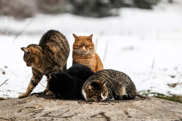 Вечерний @Калининград: морозное ожидание, автокластер и внезапный инвестор