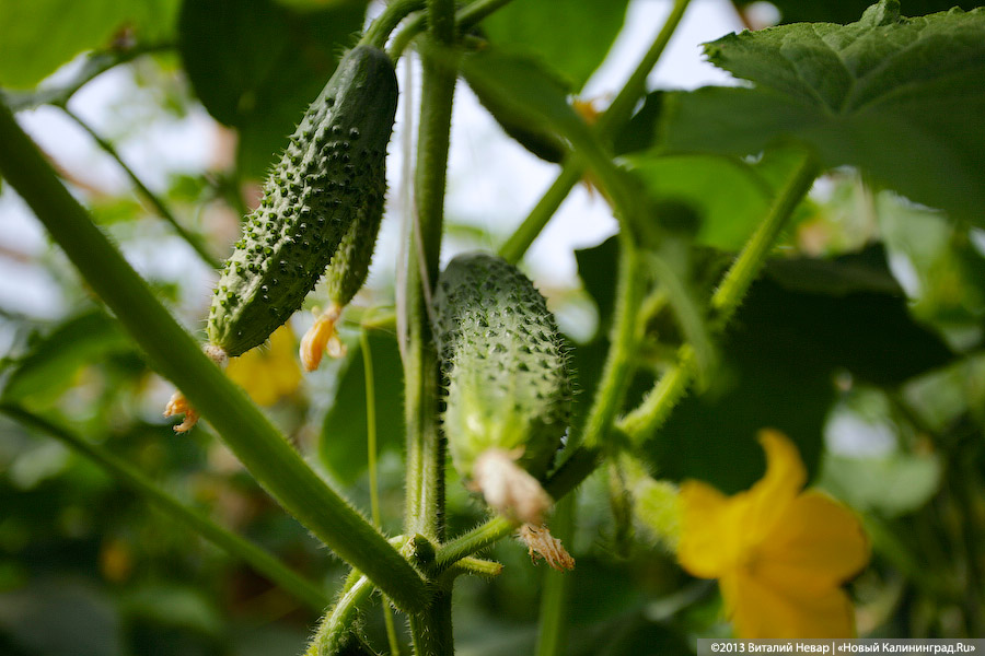 Огурцы, соль, икра: что сильнее всего подорожало в Калининграде за месяц