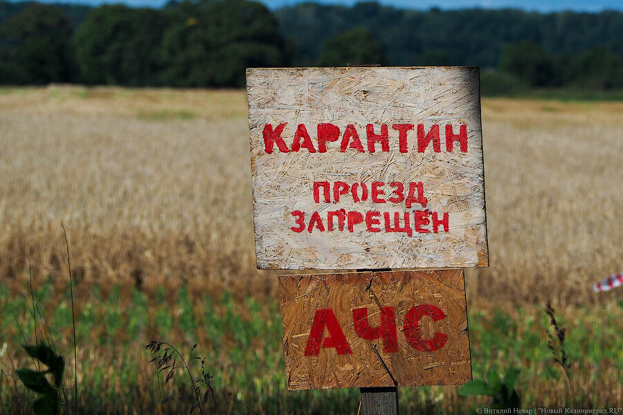 В Калининградской области обнаружен второй очаг африканской чумы свиней