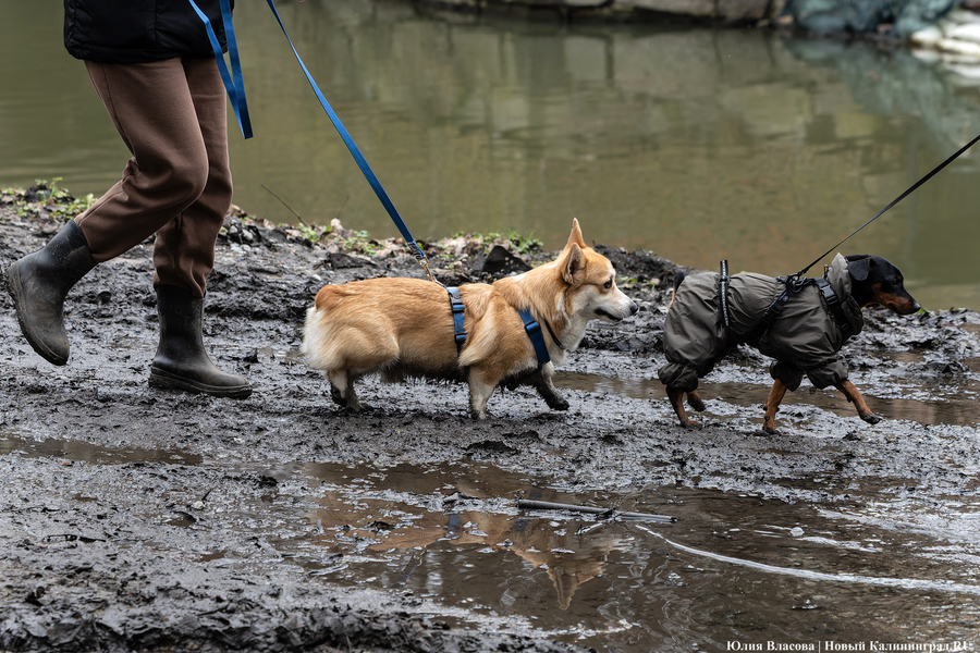 Непролазная грязь: как выглядит берег Литовского ручья в ожидании реновации (фото)