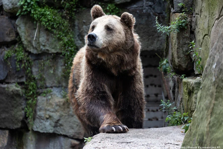 В зоопарке Калининграда осталось два медведя