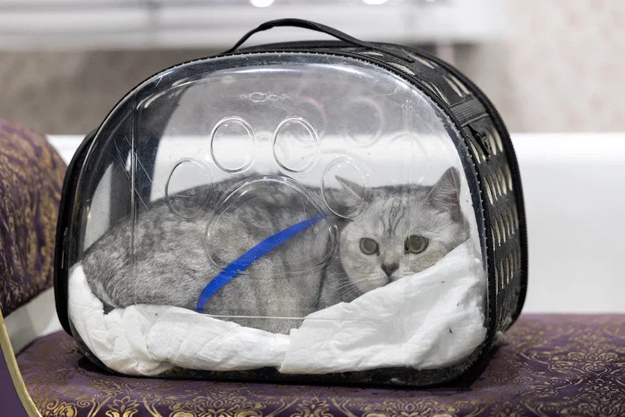 «Аэрофлот» расширил услугу по перевозке животных в салоне самолёта