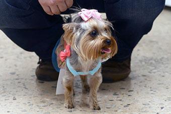 «Ой какая маленькая»: дефиле мини-собачек в музее янтаря