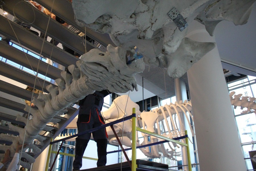 В Музее Мирового океана начали собирать скелет серого кита