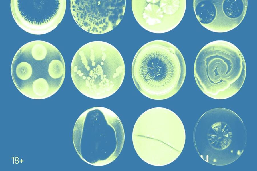 В Калининграде пройдёт лекция «Собирать живое и жизнеподобное»