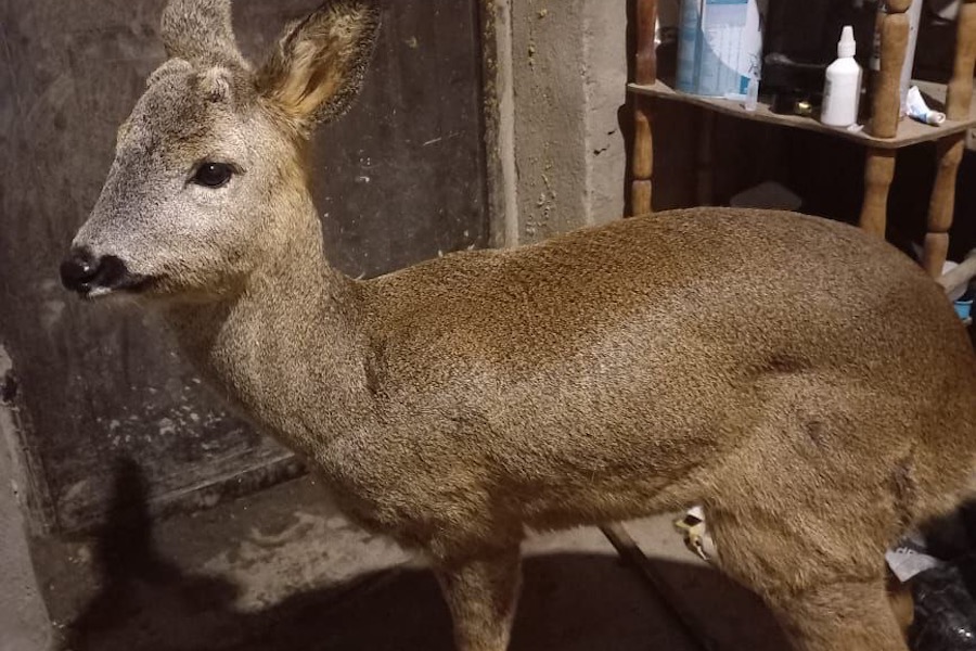 Зоозащитники: спасенная трехногая косуля исчерпала свои шансы (фото)