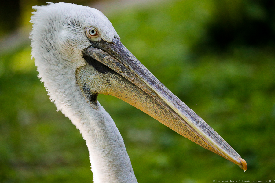 В Калининградском зоопарке продлили карантин для птиц