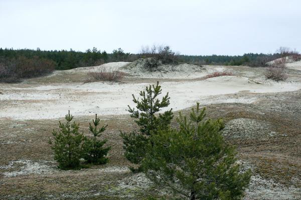 Руководство Куршской косы обвинило власти в непрофессионализме при берегоукреплении 