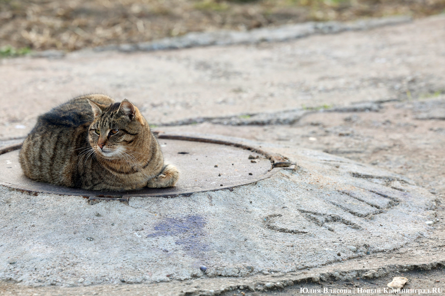 Погода в Калининграде 11 февраля