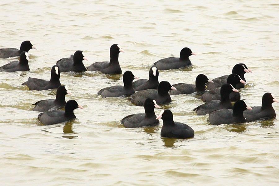 Птицы калининградской области водоплавающие фото