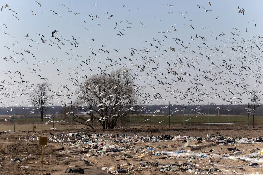 Минприроды: строительство очистных на полигоне в Жаворонково задерживает подрядчик