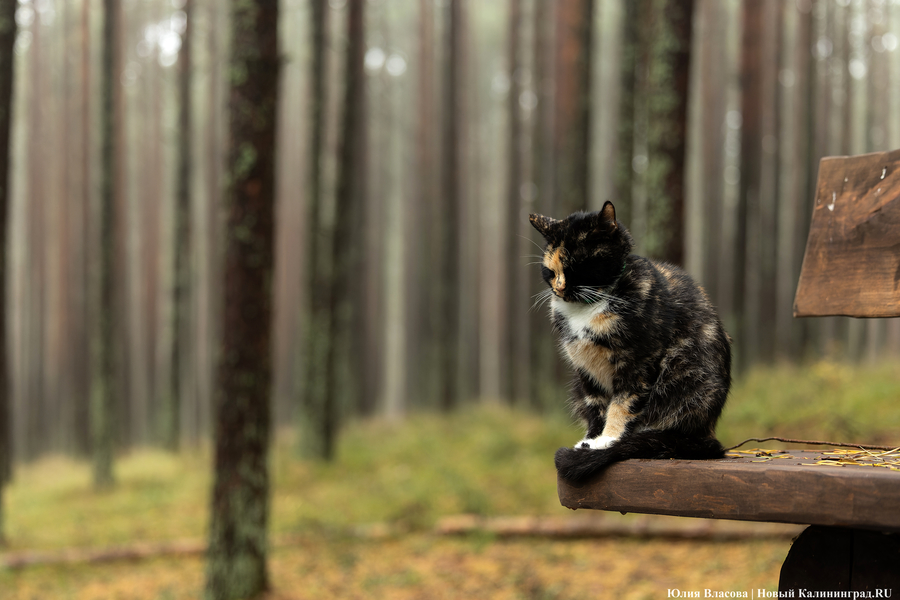 Калининградца обвинили в жестоком обращении с животными, дело передали в суд