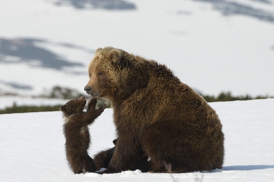В Калининграде покажут документальный фильм о медведях Камчатки