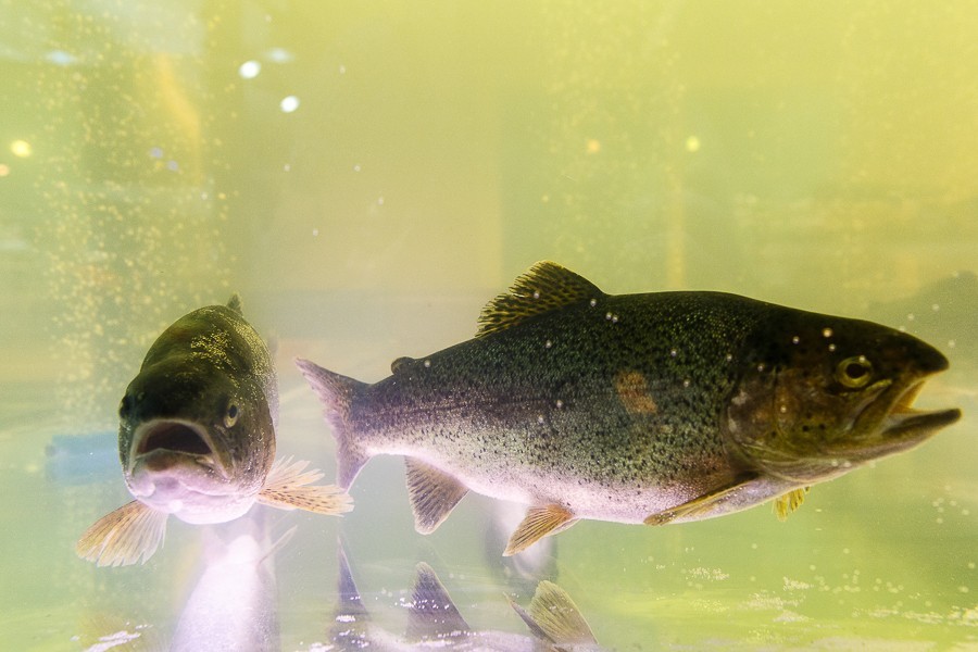 Браконьер из Черняховска выловил сетями рыбы на 155 тысяч