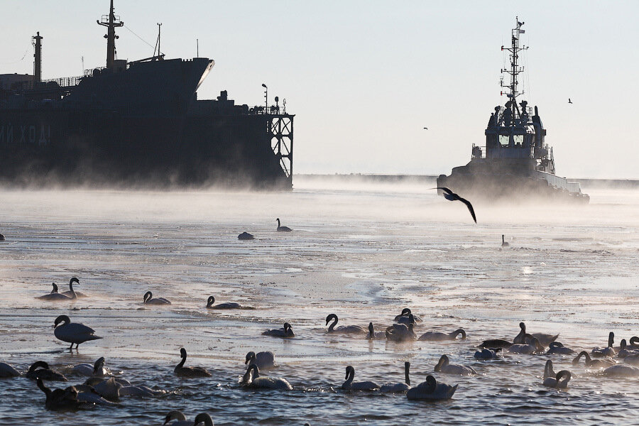 «Биосфера Балтики»: в Балтийске продолжают гибнуть лебеди