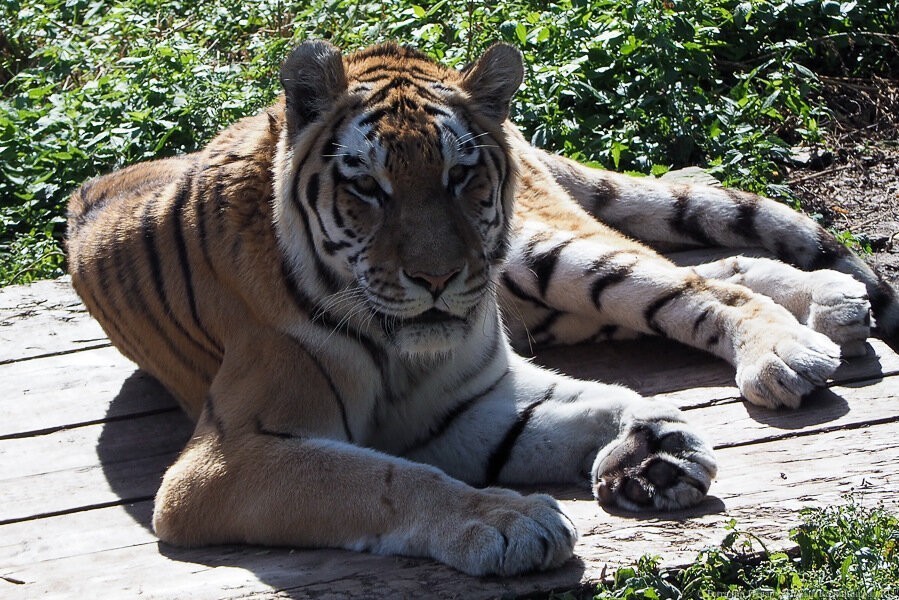 Россиянина с десятью тиграми задержали в Польше. Одно животное погибло