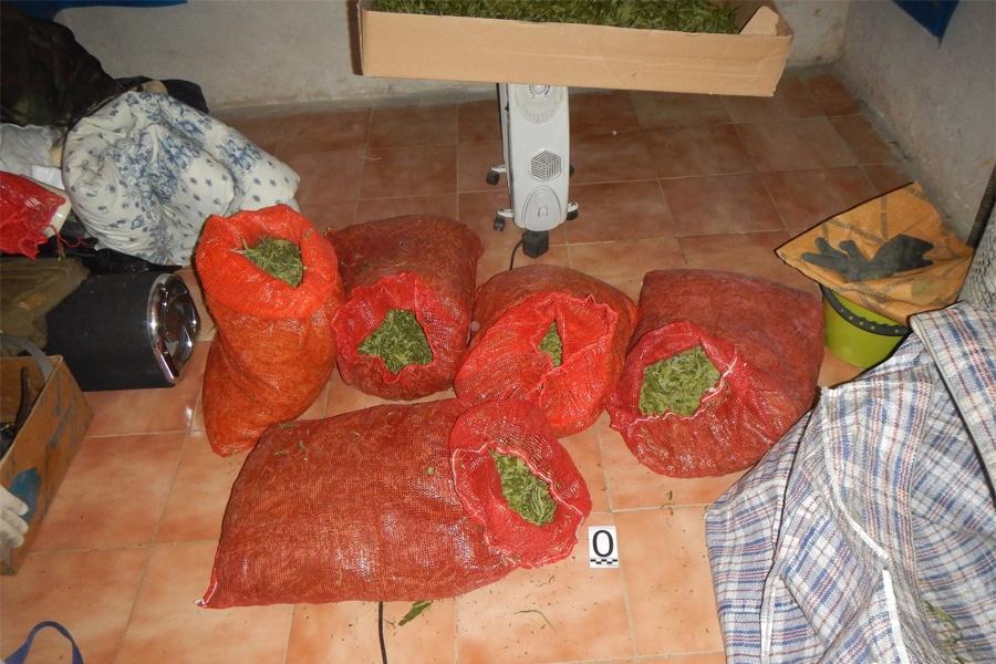 Наркополиция нашла 7 кг марихуаны, выращенной в лесу под Нестеровом (фото)