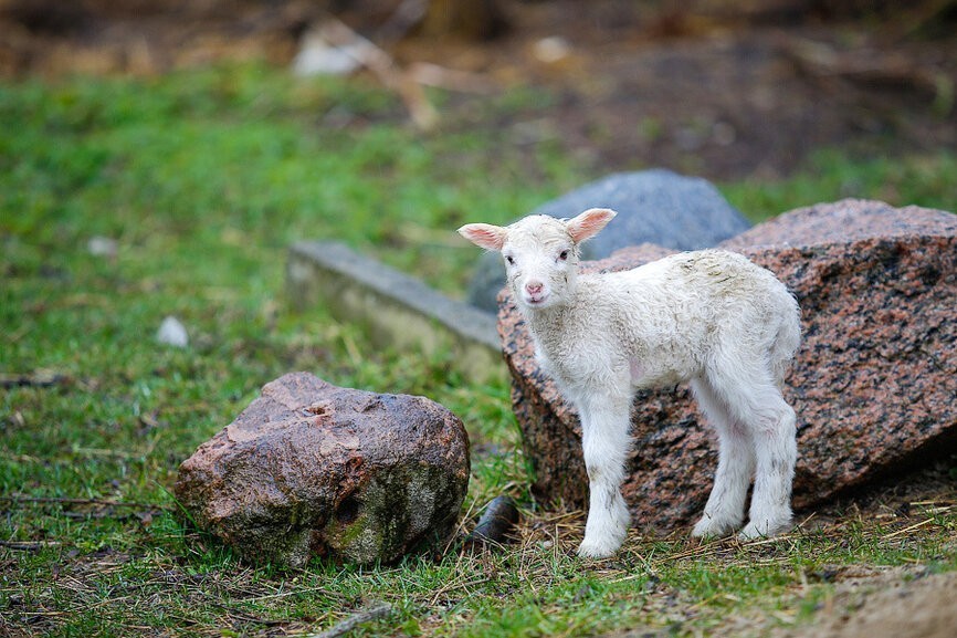 Зоопарк предложил калининградцам почесать коз (видео)