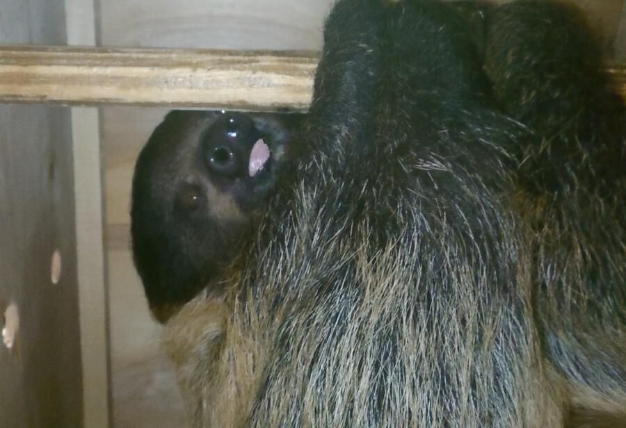 Зелёная диета: милое видео с ленивицей Бёрди из Калининградского зоопарка