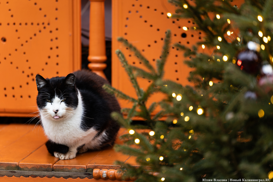 Конкурс Дедов Морозов: в Зеленоградске опубликовали программу новогодних гуляний
