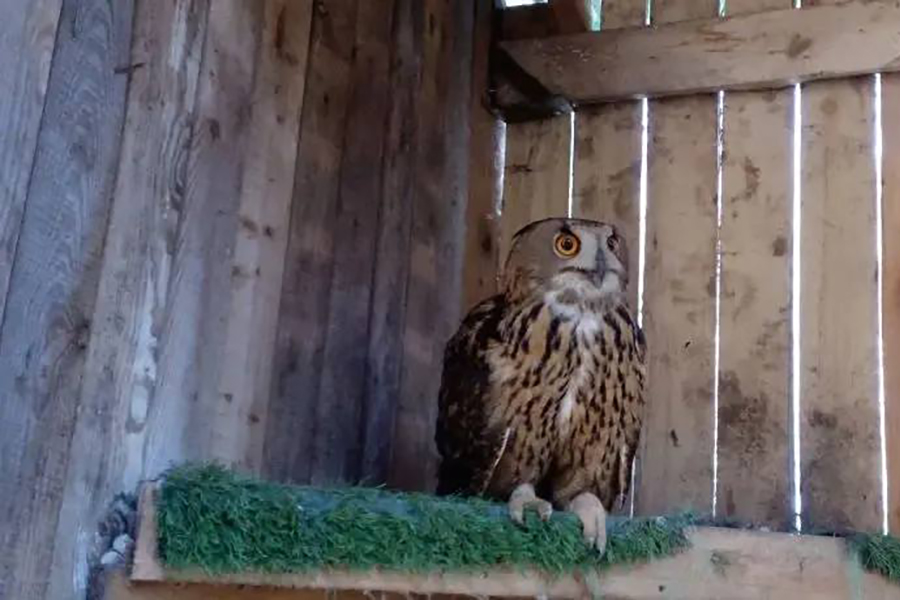 В Калининградской области выпустили на волю редких филинов (видео) (фото)